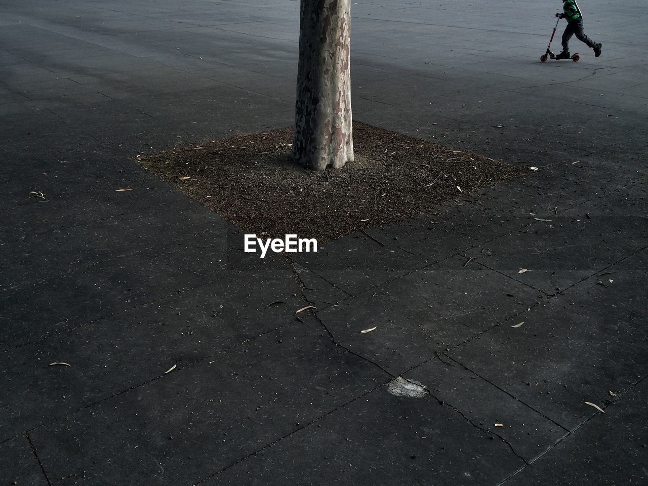 High angle view of tree in melbourne museum