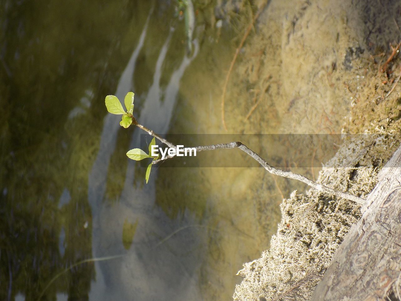 PLANTS GROWING ON TREE