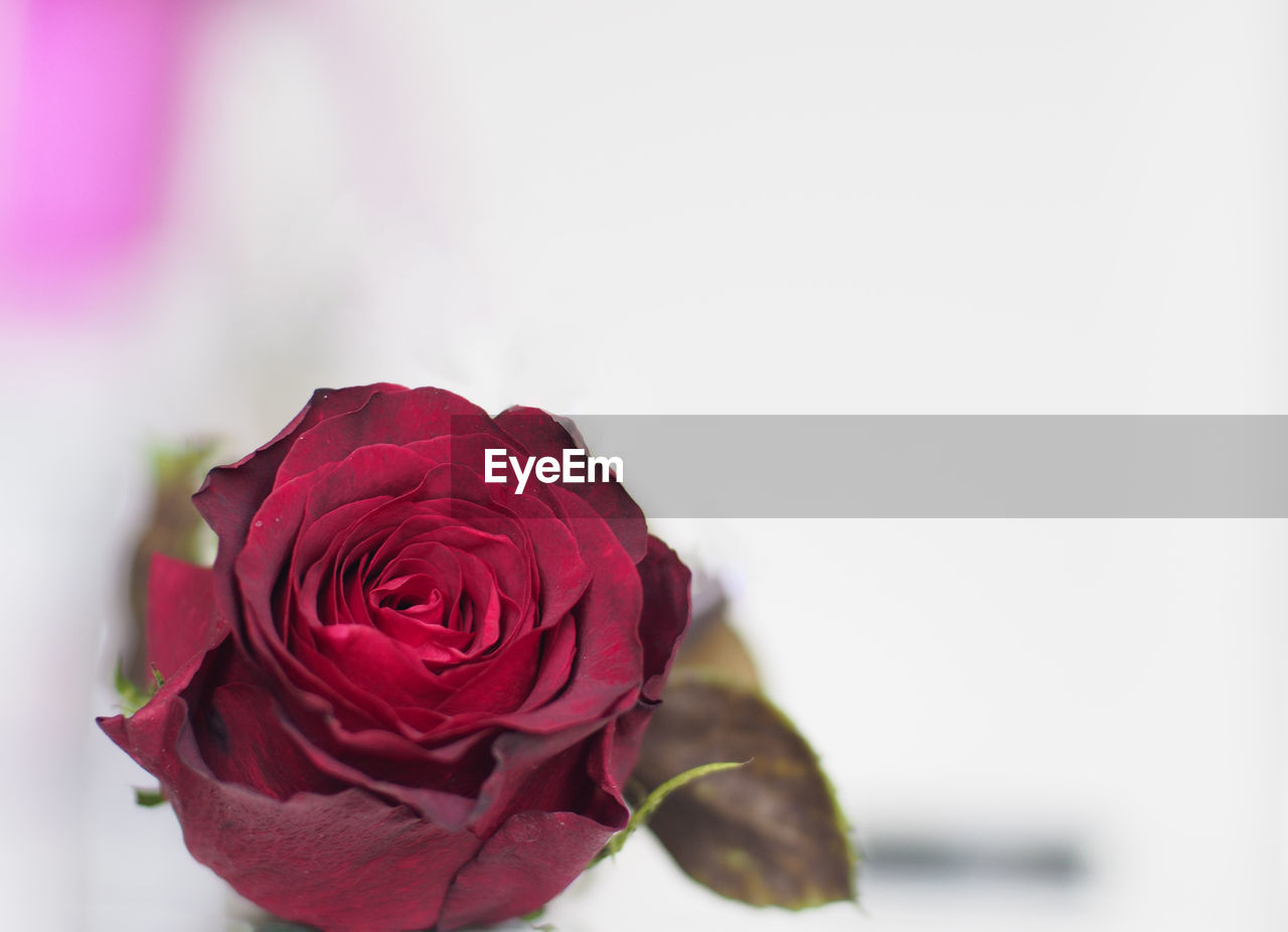 Close-up of rose against white background