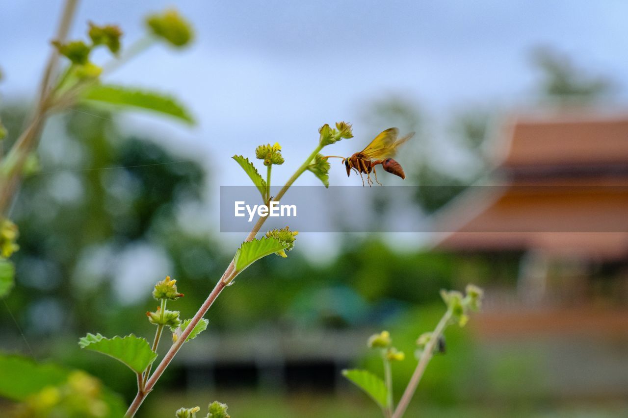 Close-up of bee pollinating flower