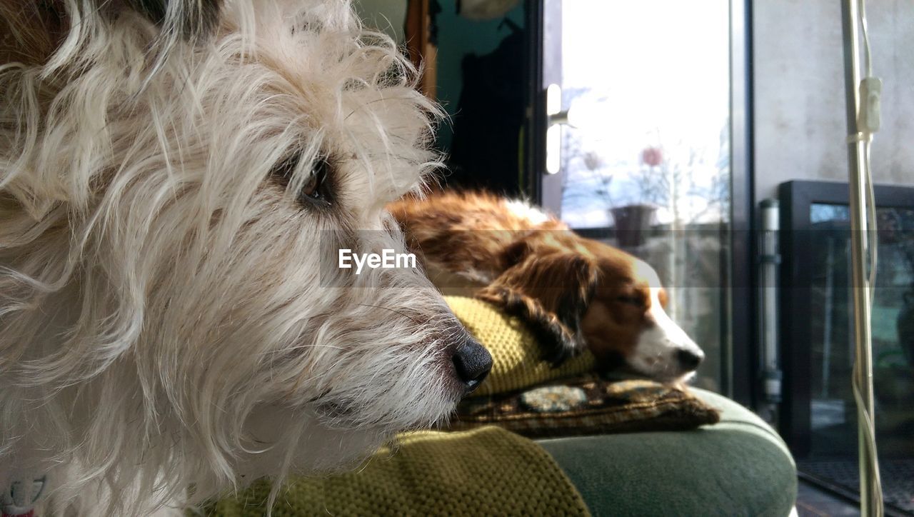 CLOSE-UP OF DOG IN MOUTH