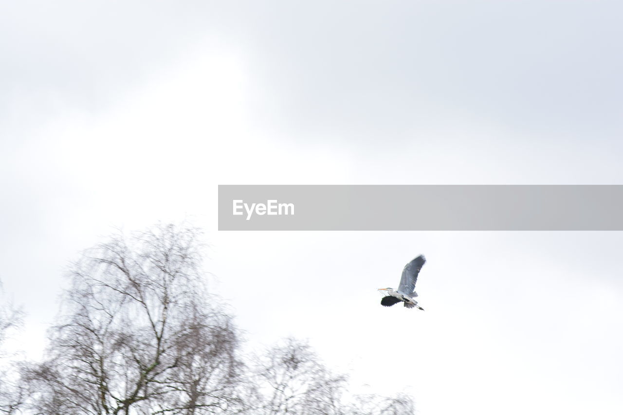 LOW ANGLE VIEW OF BIRDS FLYING AGAINST SKY