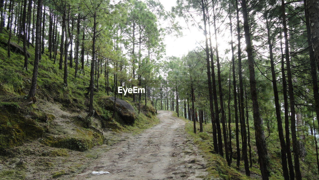 Walkway amidst trees in forest