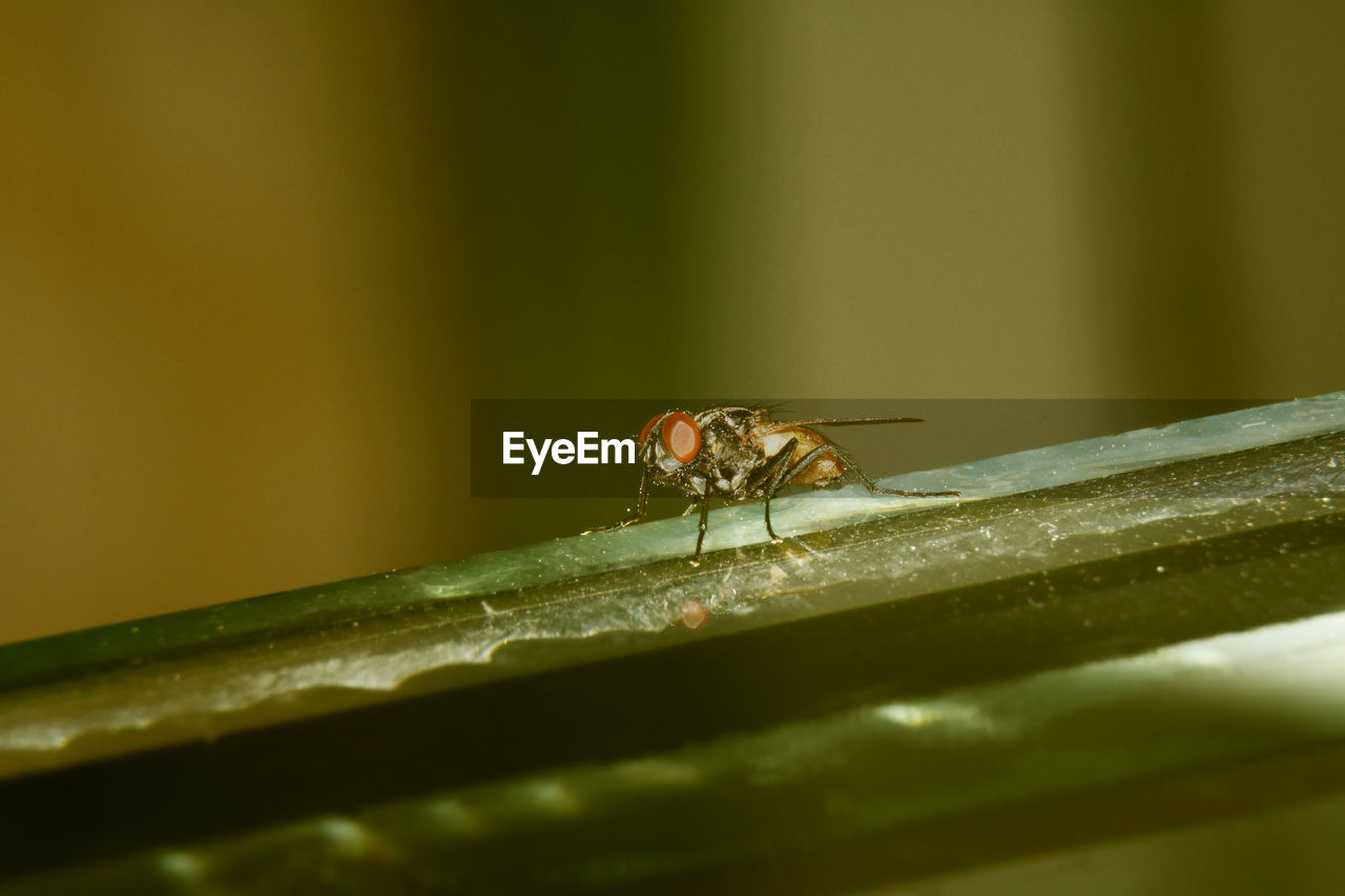 Close-up of fly on leaf