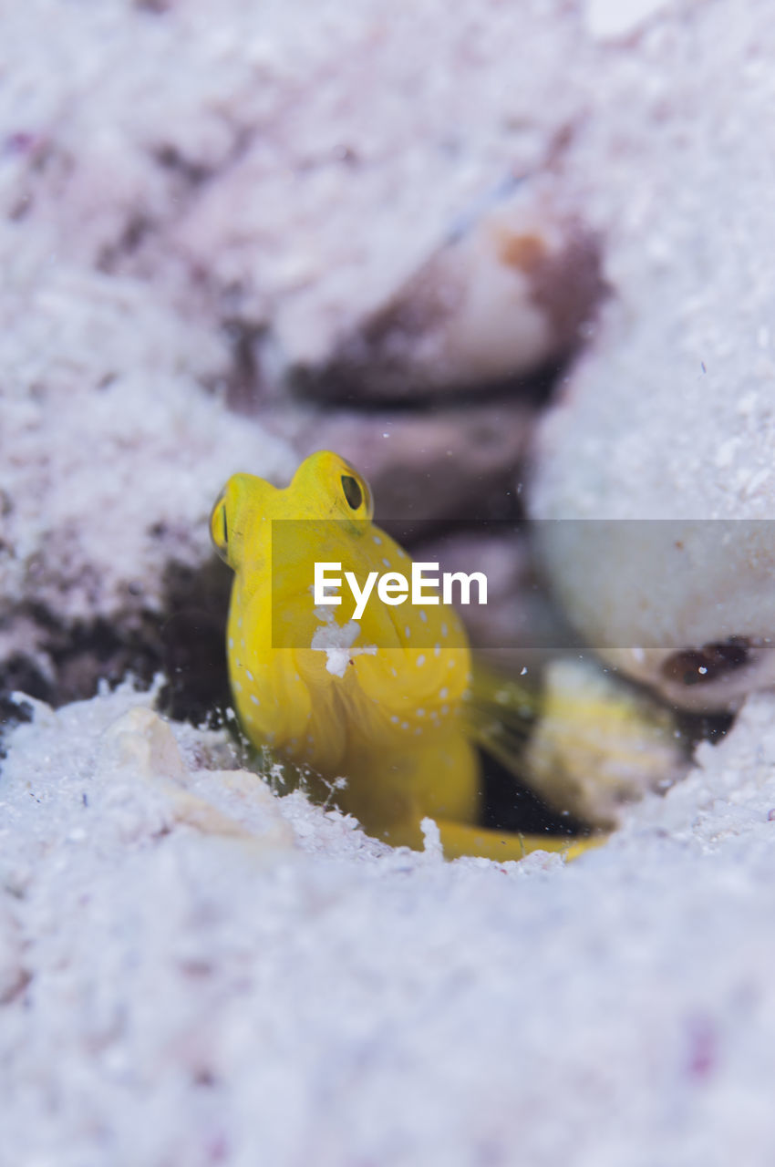 Yellow prawn goby in the nest