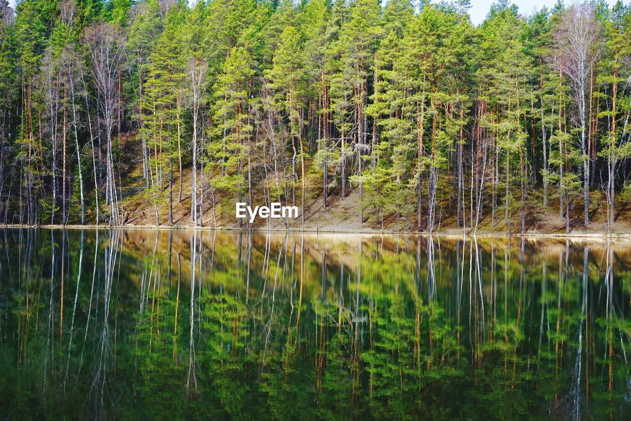 Scenic view of lake in forest