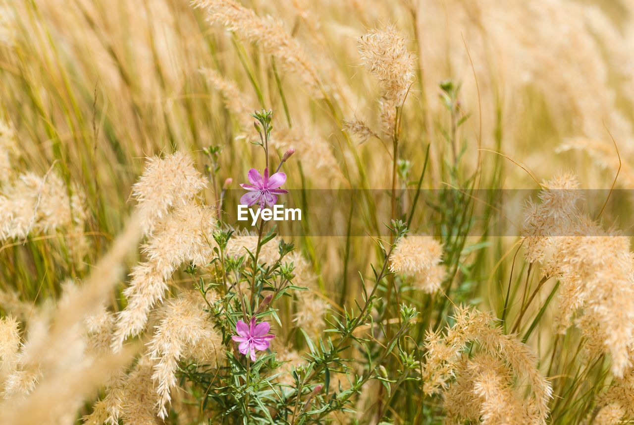 Close-up of purple flowering plants on field