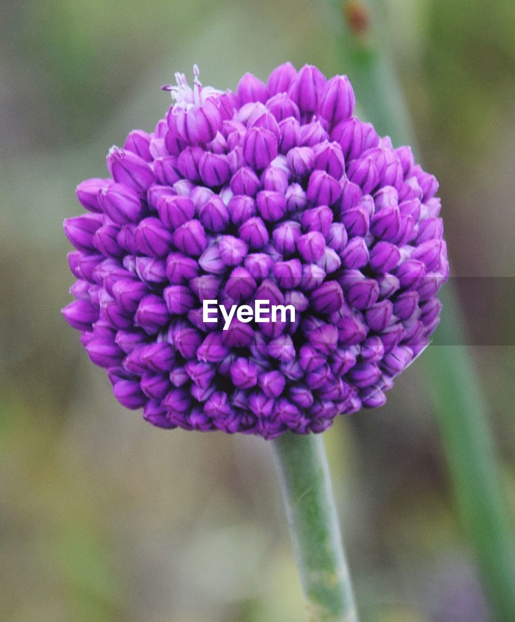 CLOSE-UP OF PURPLE FLOWERS