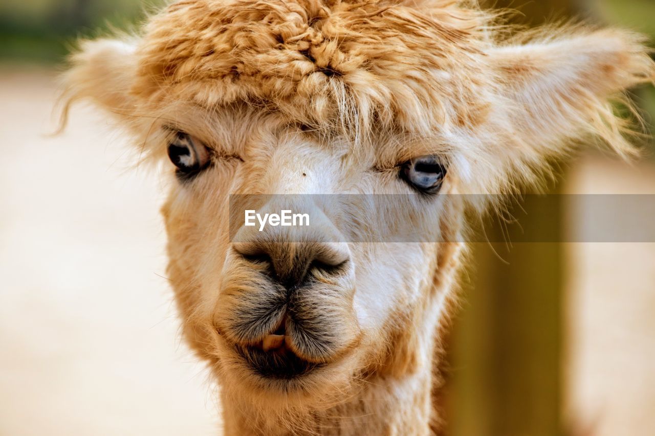 Close-up portrait of a alpaca