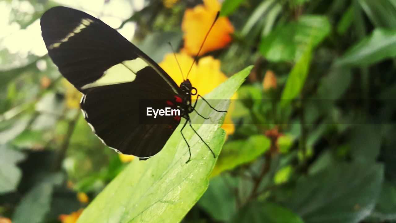 CLOSE-UP OF BUTTERFLY ON PLANT LEAF