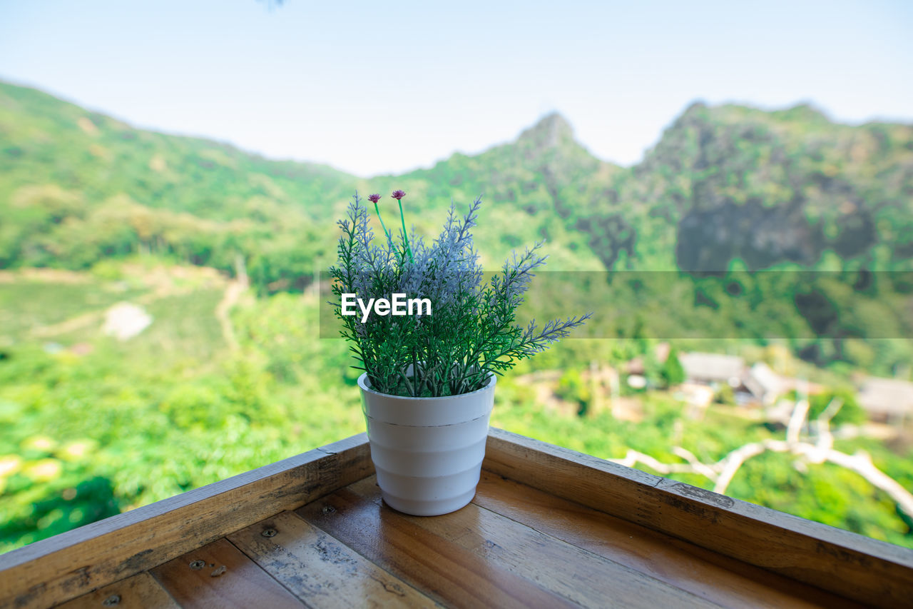 Potted plant on table