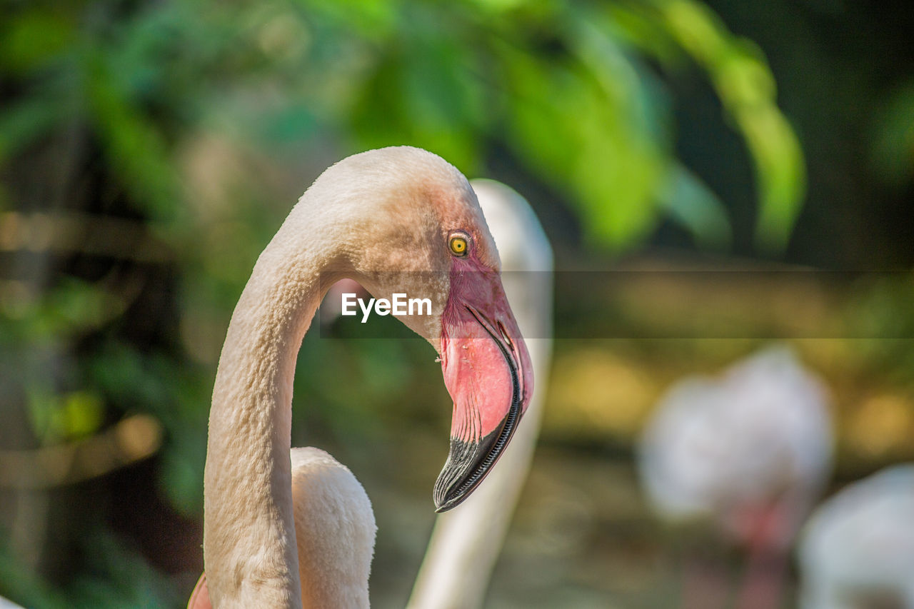 CLOSE-UP OF A DUCK