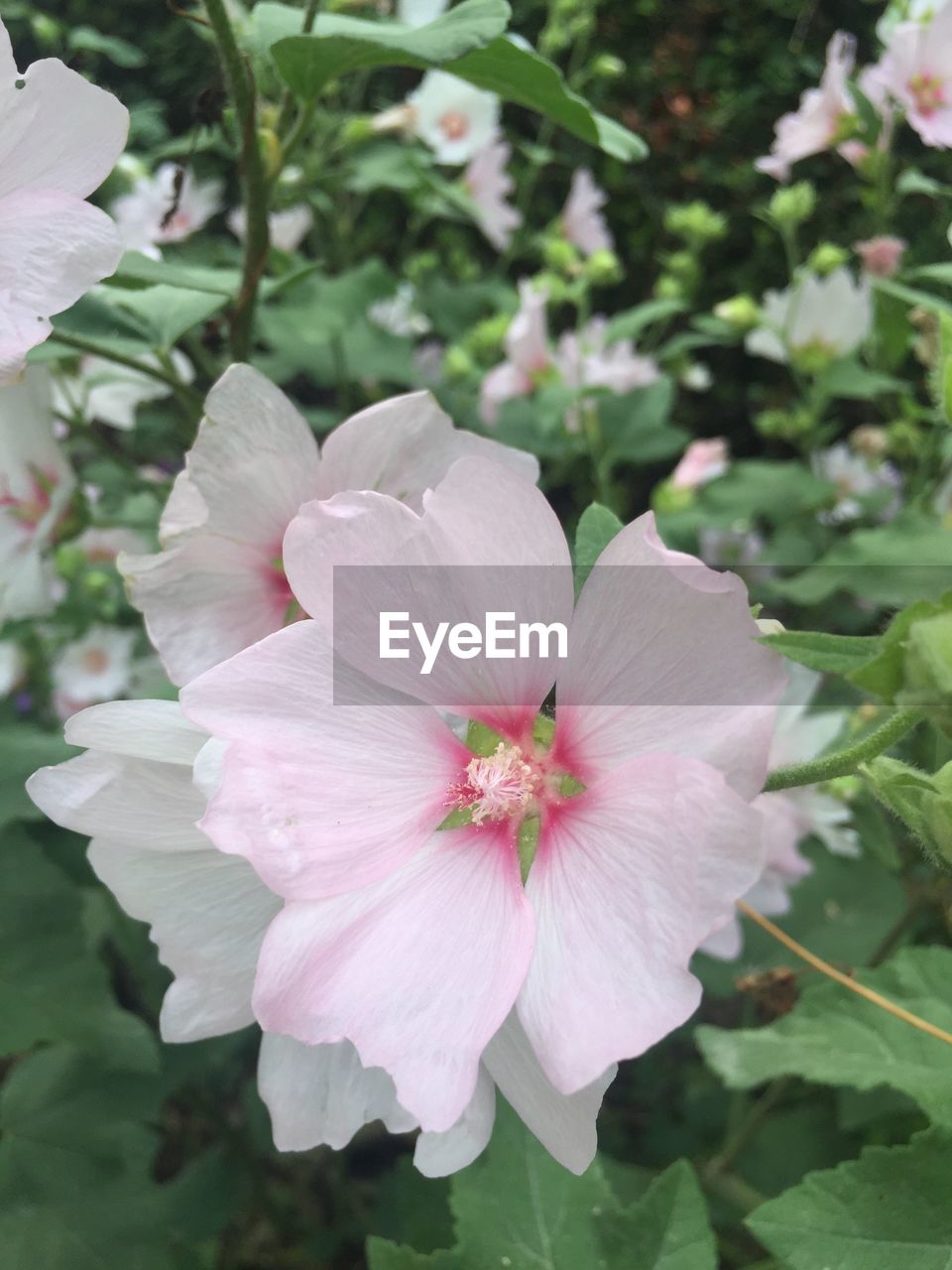 CLOSE-UP OF PINK HIBISCUS BLOOMING