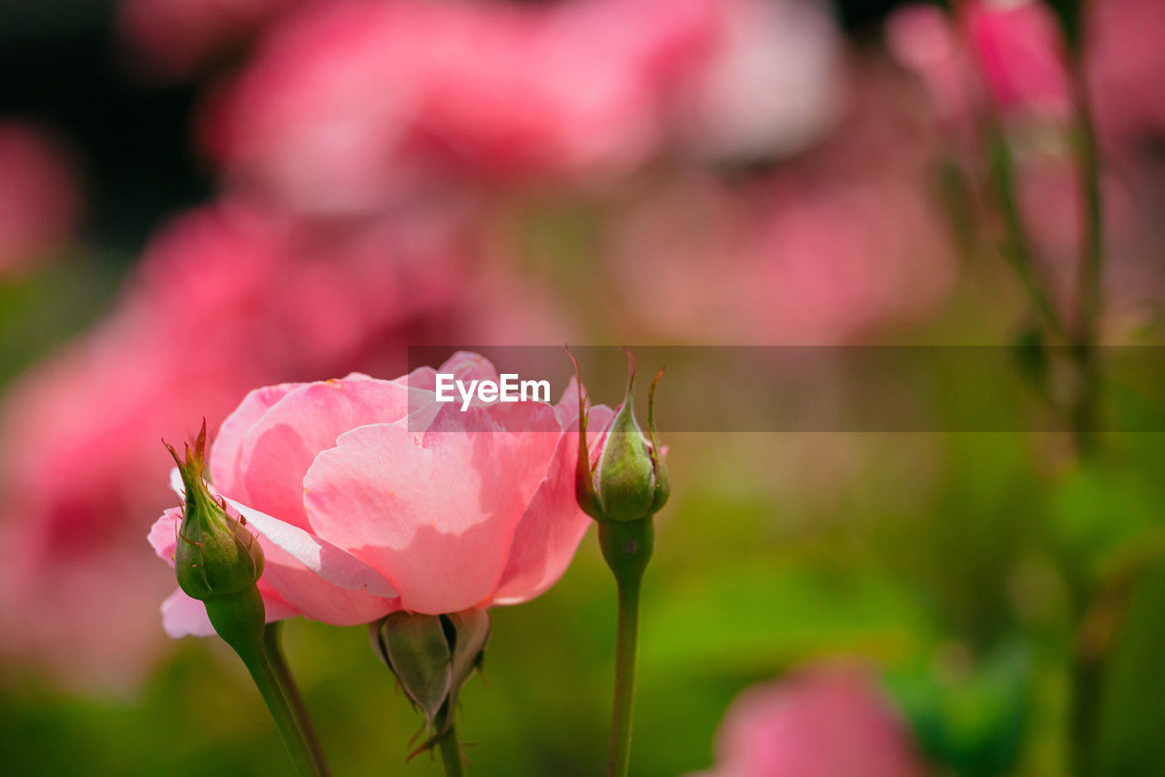 flower, flowering plant, plant, beauty in nature, pink, freshness, rose, petal, close-up, nature, blossom, flower head, fragility, inflorescence, macro photography, no people, focus on foreground, outdoors, garden roses, springtime, rose wine, wine, multi colored, growth, bud, summer, plant part, leaf, botany, fashion show