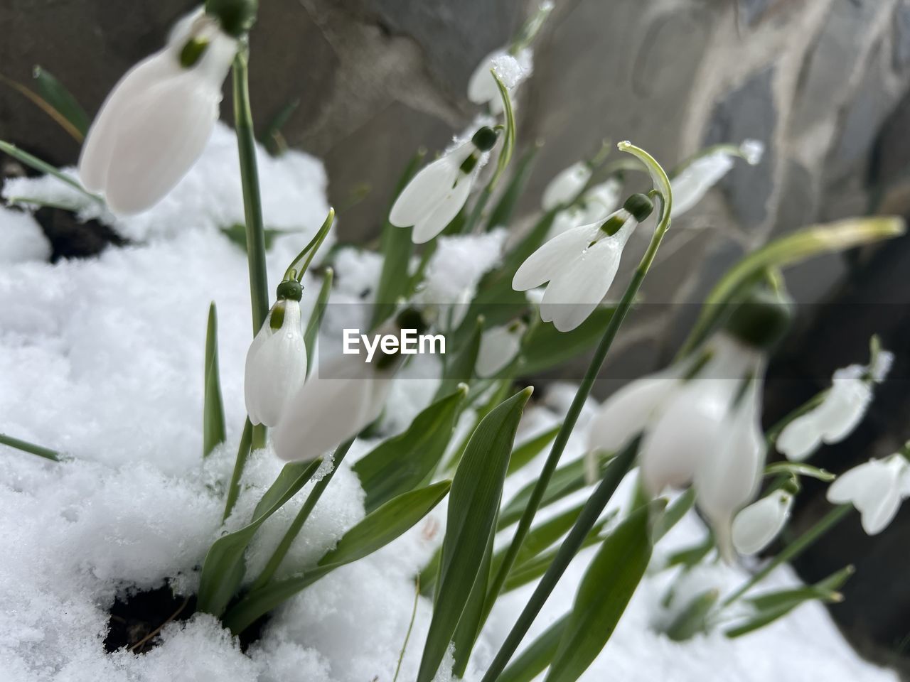 snow, plant, white, flower, nature, beauty in nature, winter, cold temperature, close-up, branch, leaf, plant part, no people, macro photography, freshness, blossom, flowering plant, water, outdoors, ice, growth, green, frozen, drop, environment, day, petal, selective focus, wet, freezing