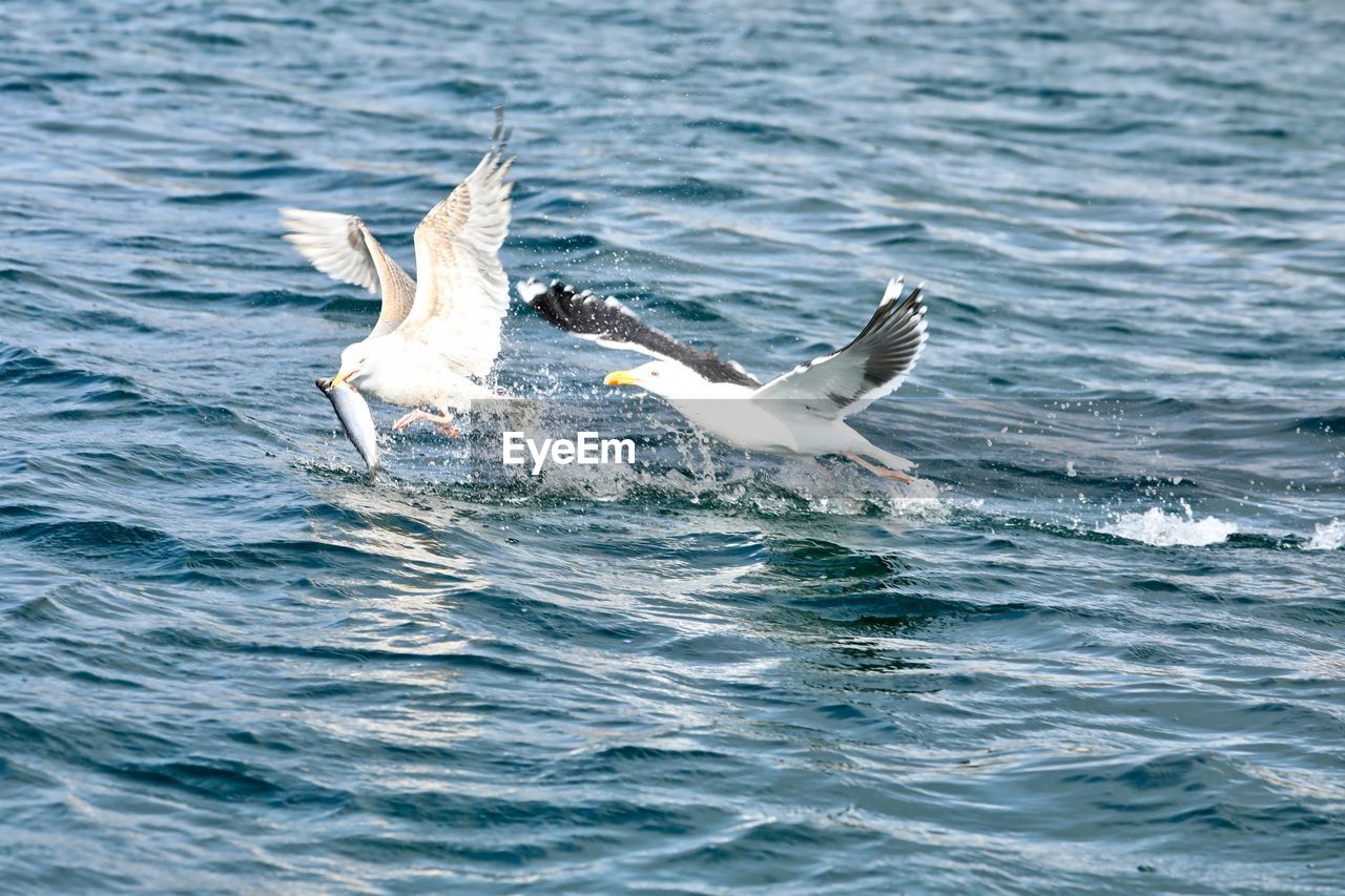 BIRDS FLYING OVER SEA