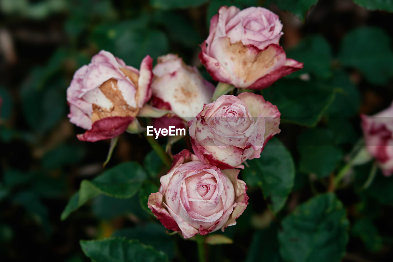 Close-up of pink rose