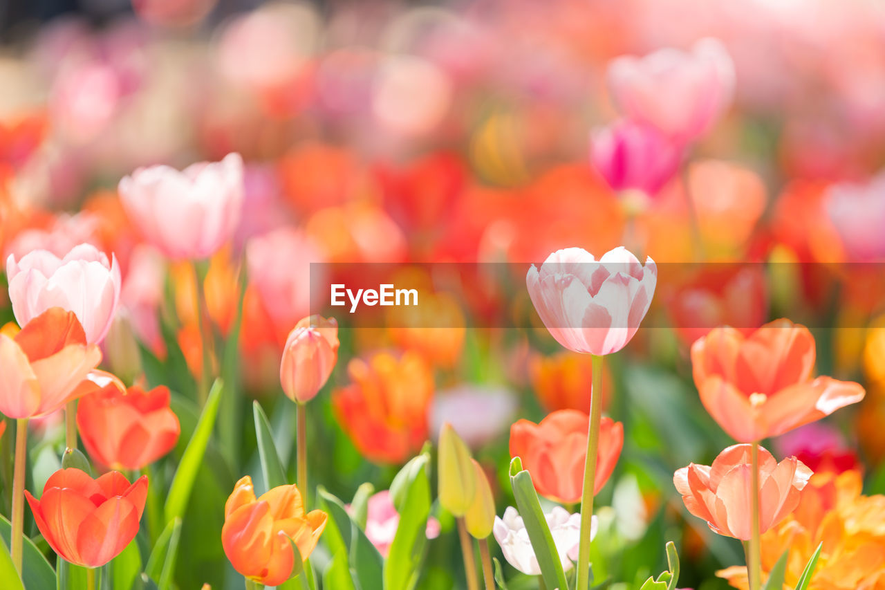 Close-up of pink tulips on field