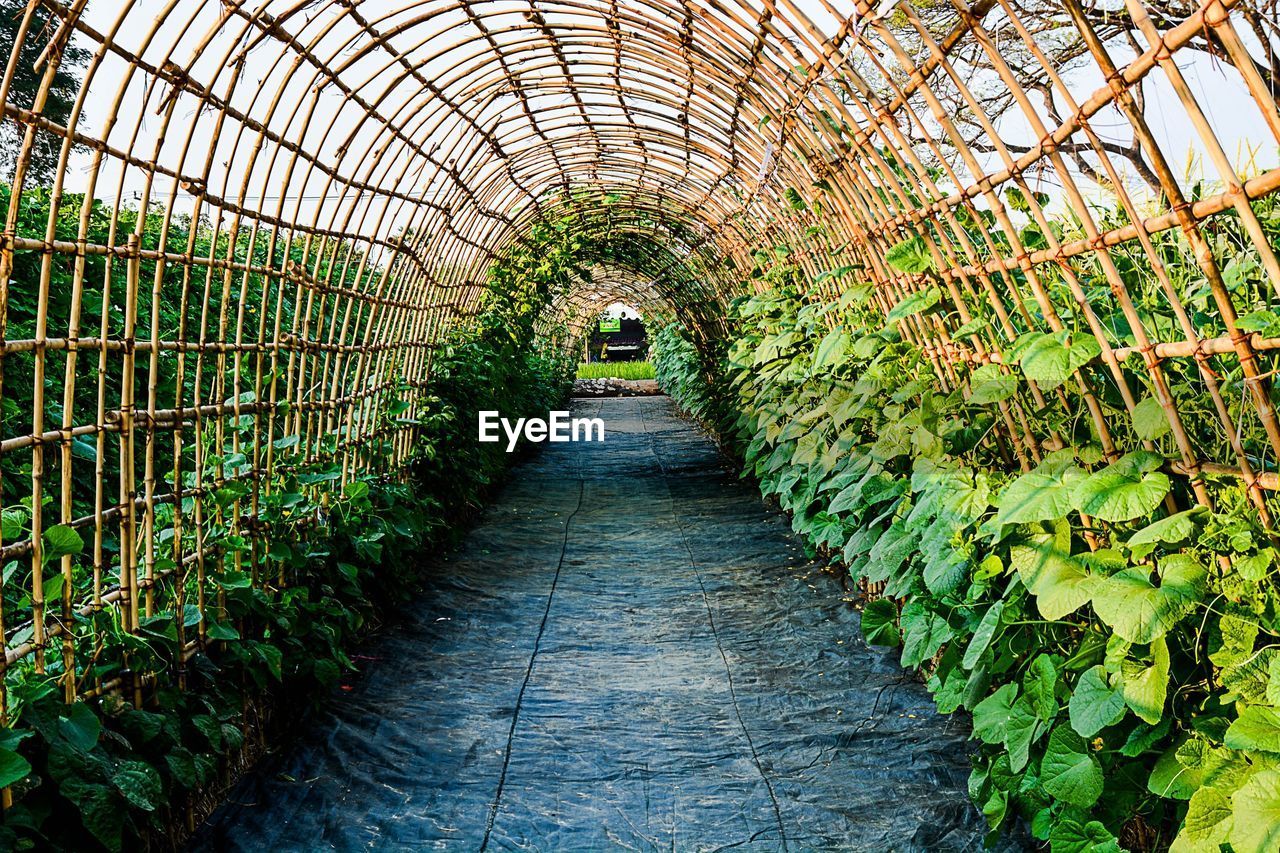 CORRIDOR OF GREENHOUSE