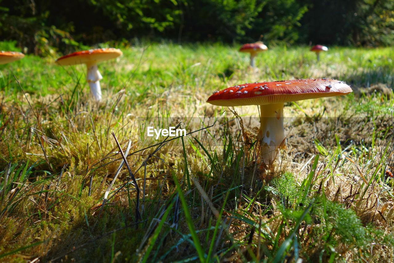 Close-up of fly agaric mushrooms growing on field 