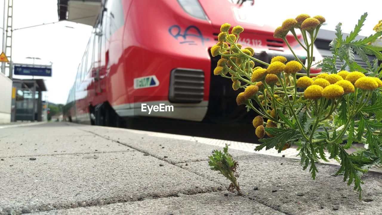 CLOSE-UP OF FLOWERS IN CITY AGAINST THE SKY