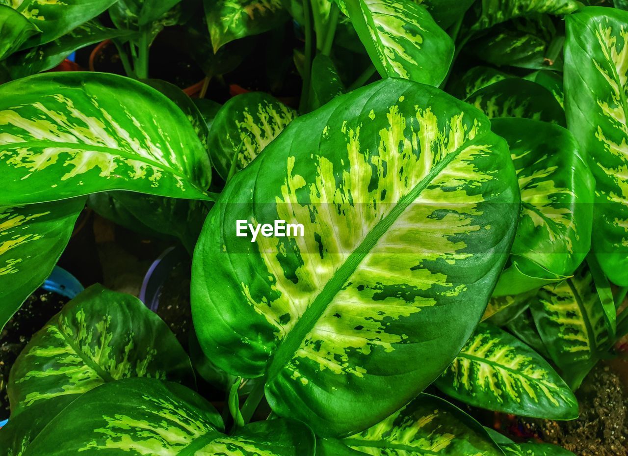 green, leaf, plant part, plant, growth, freshness, food and drink, food, nature, no people, beauty in nature, vegetable, healthy eating, produce, close-up, flower, jungle, rainforest, day, wellbeing, outdoors, full frame, backgrounds, tropics, high angle view, ferns and horsetails