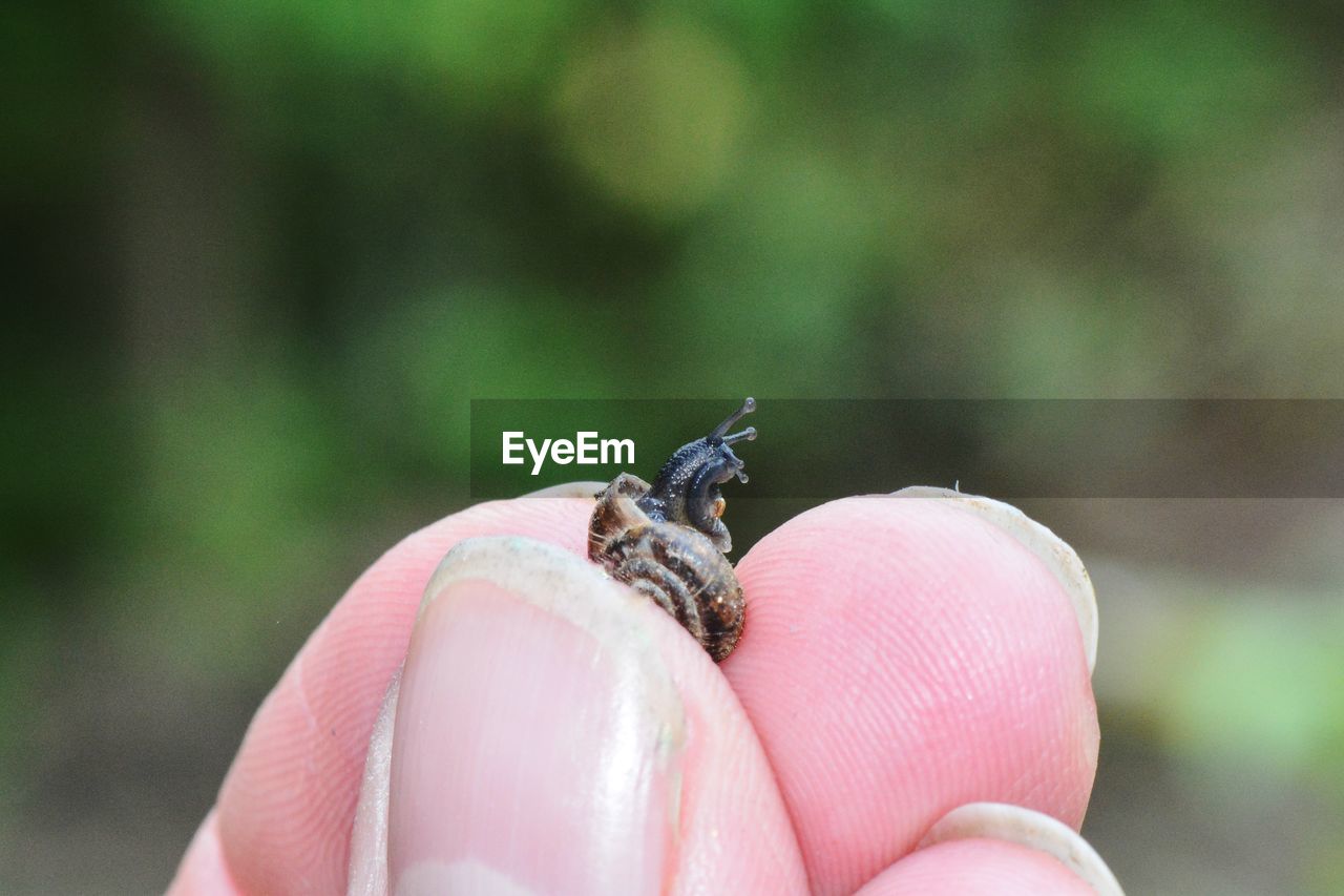 Close-up of hand holding small insect