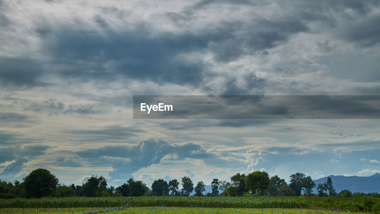 sky, cloud, environment, landscape, nature, horizon, plant, land, field, tree, scenics - nature, plain, beauty in nature, grass, rural scene, grassland, agriculture, no people, prairie, meadow, tranquility, rural area, hill, crop, morning, outdoors, dramatic sky, cloudscape, blue, green, farm, social issues, tranquil scene, dusk, travel, non-urban scene, forest, food and drink, summer, travel destinations, food, growth, overcast, environmental conservation, sunlight