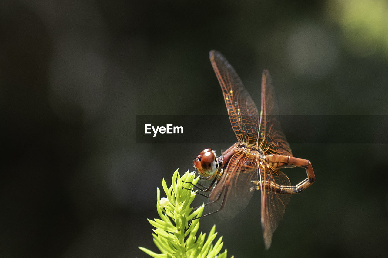 Dragonfly in macro photography