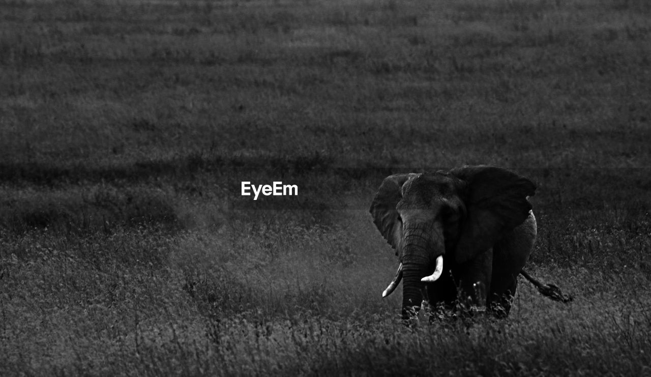 Elephant in a field