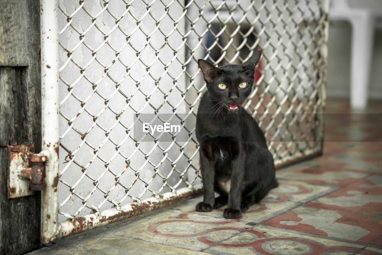 Portrait of cat sitting near metal gate