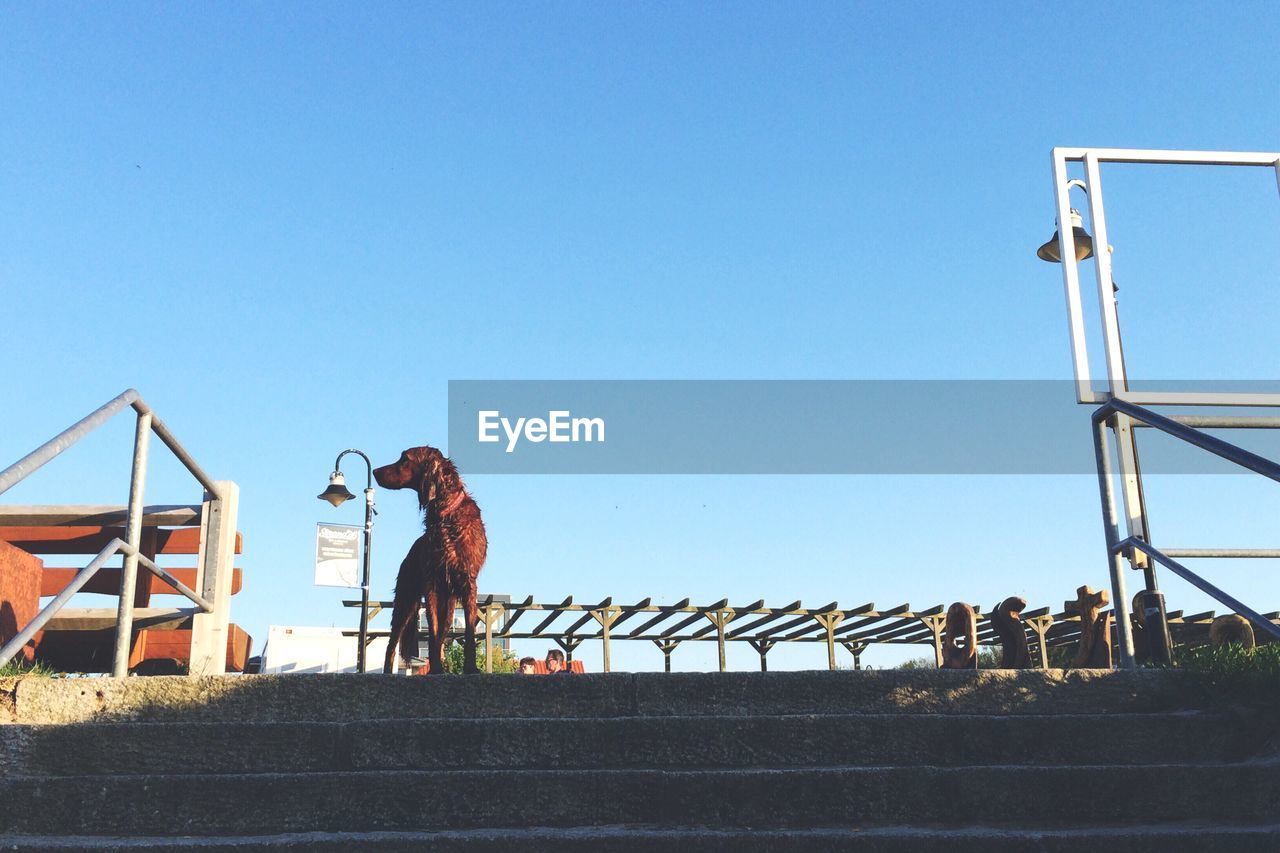 Low angle view of dog by steps against clear sky