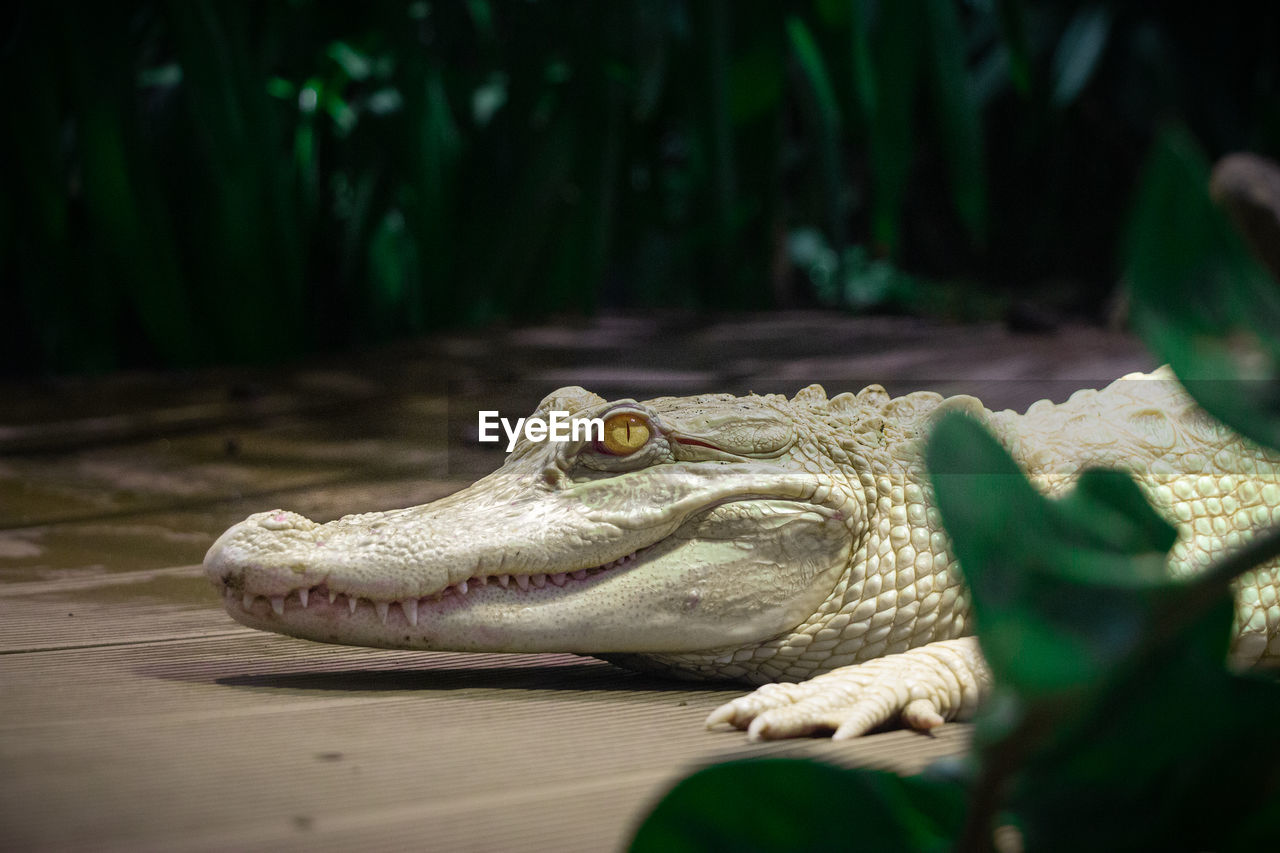 White crocodile