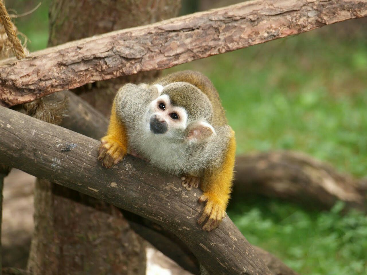Close-up of squirrel monkey on tree