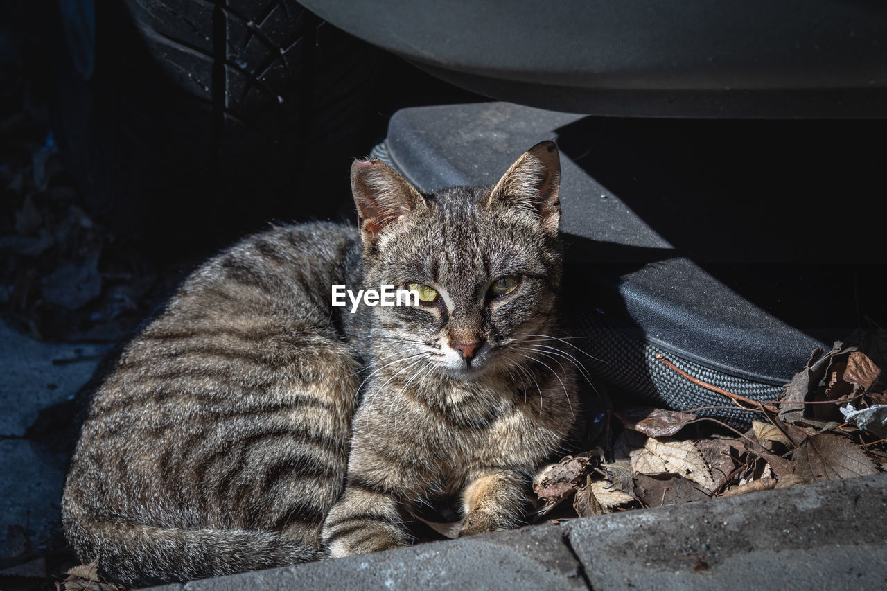 Close-up portrait of tabby cat