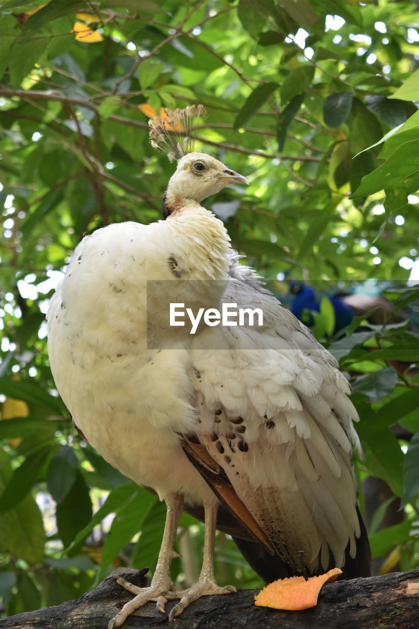 CLOSE-UP OF BIRD PERCHING ON BRANCH