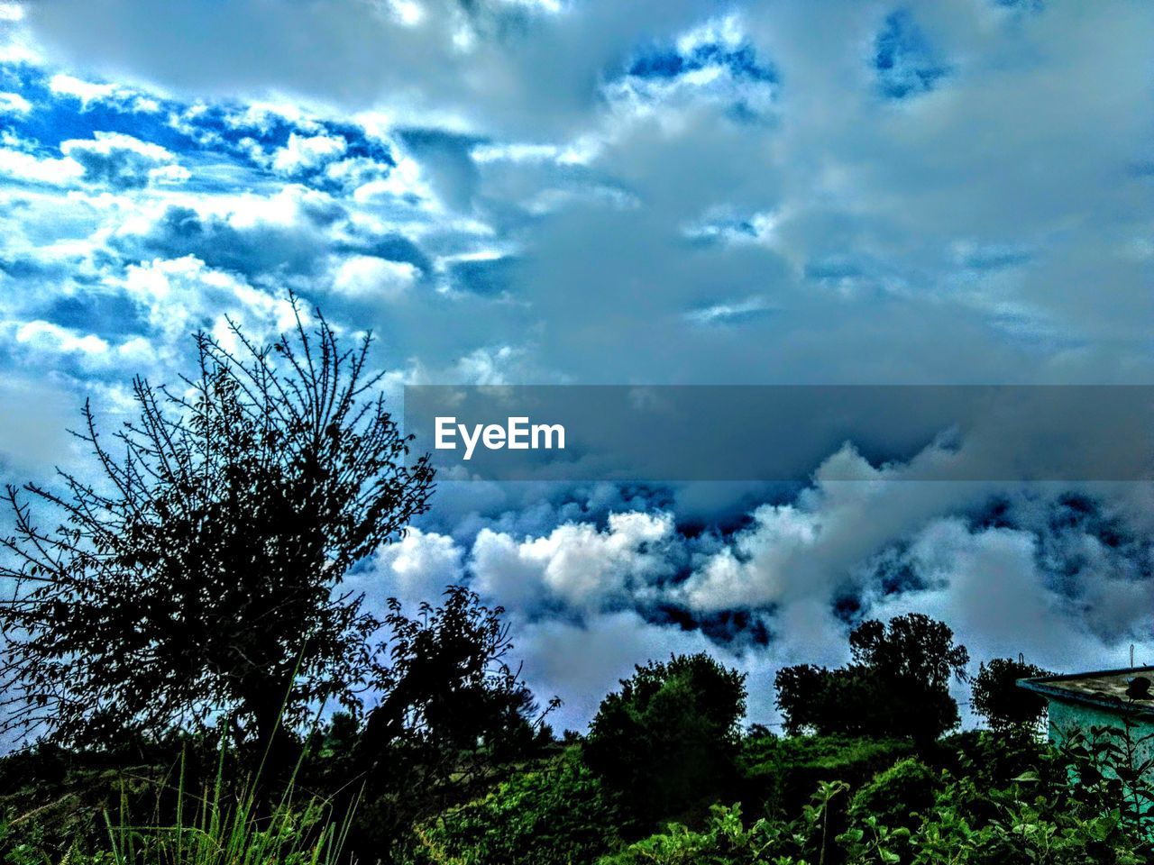 LOW ANGLE VIEW OF TREES AGAINST CLOUDS