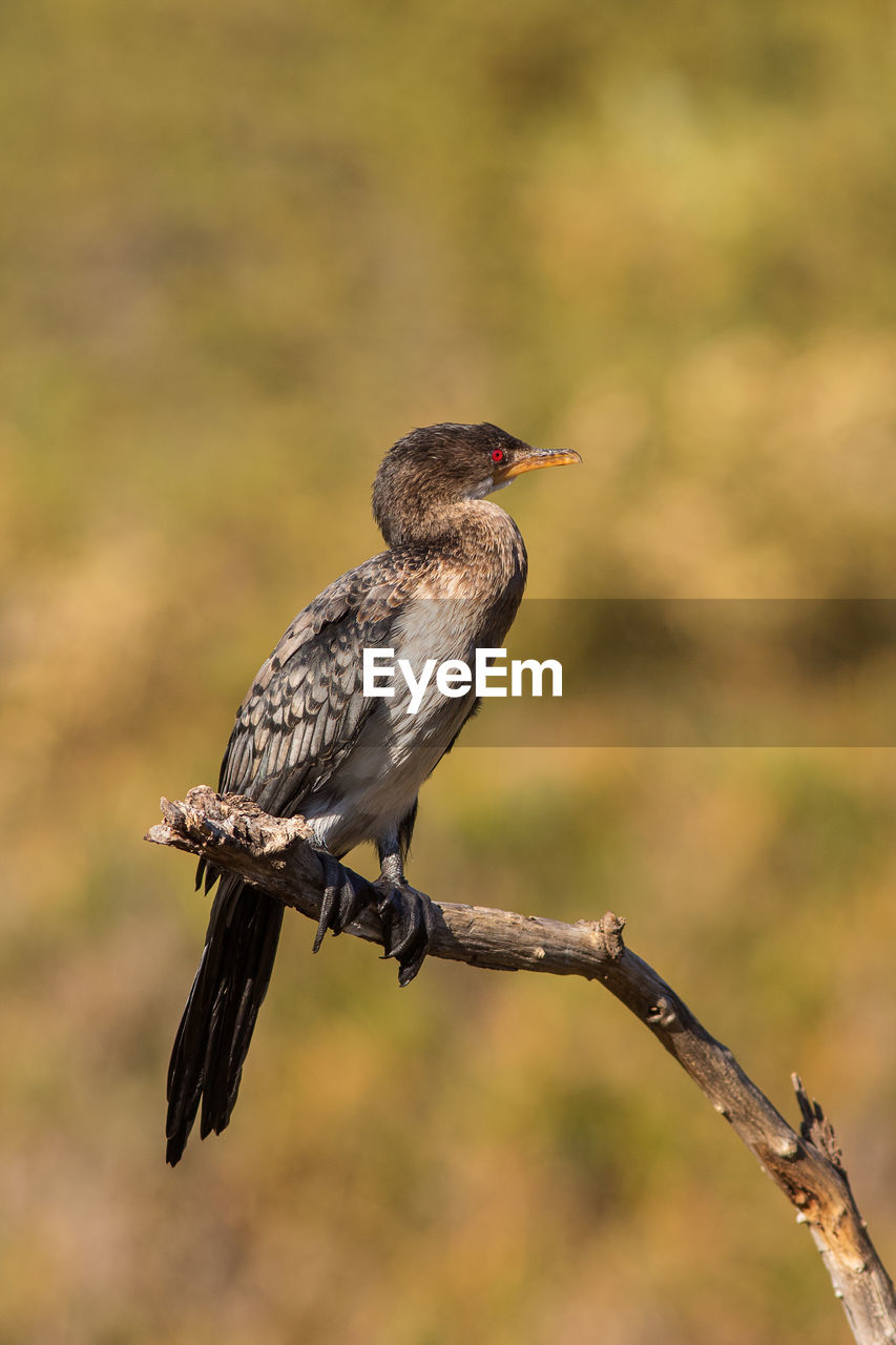 Close-up of bird perching outdoors