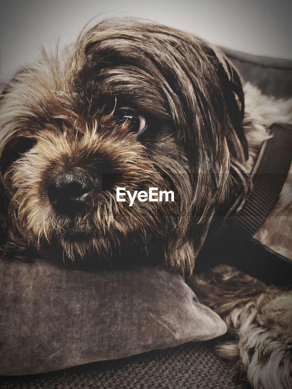 CLOSE-UP PORTRAIT OF DOG AT HOME