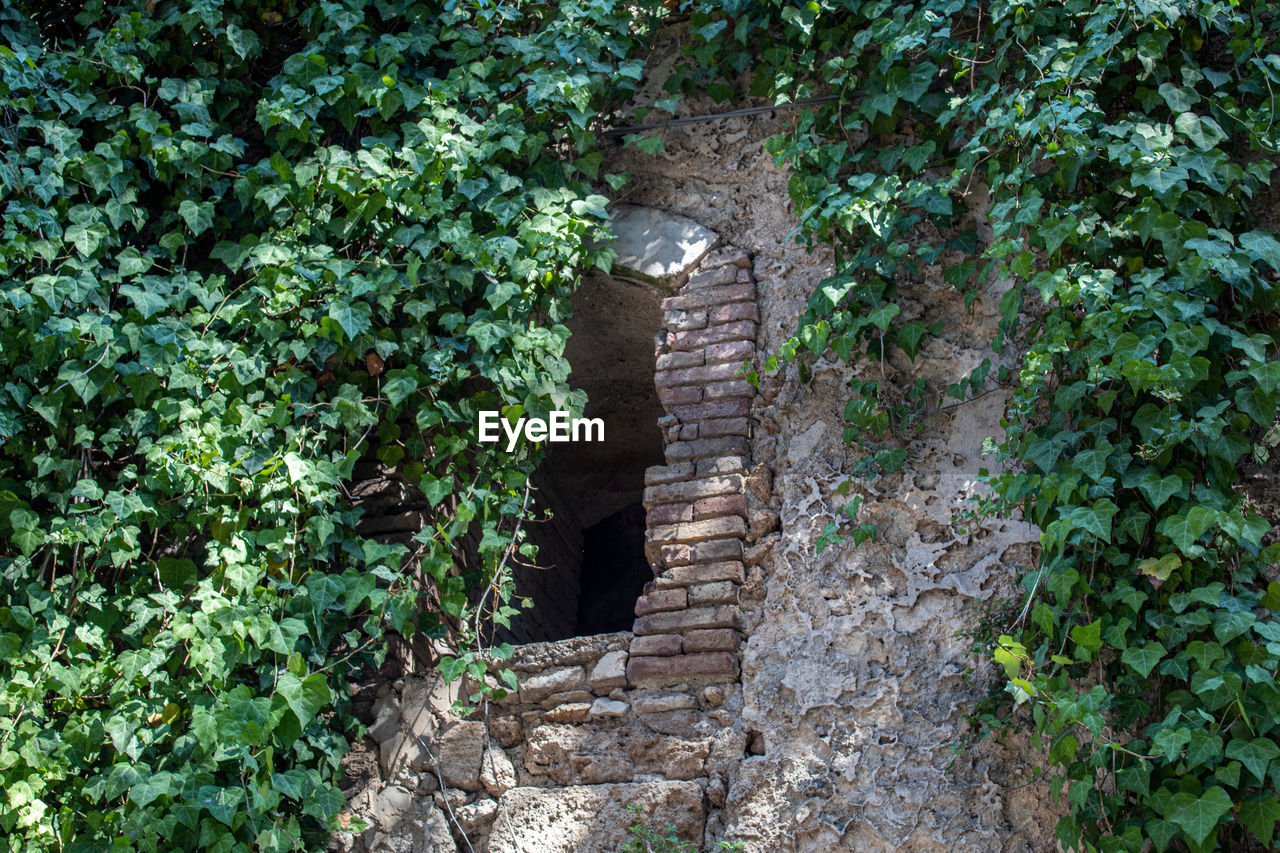 An old window covered with climbing plants