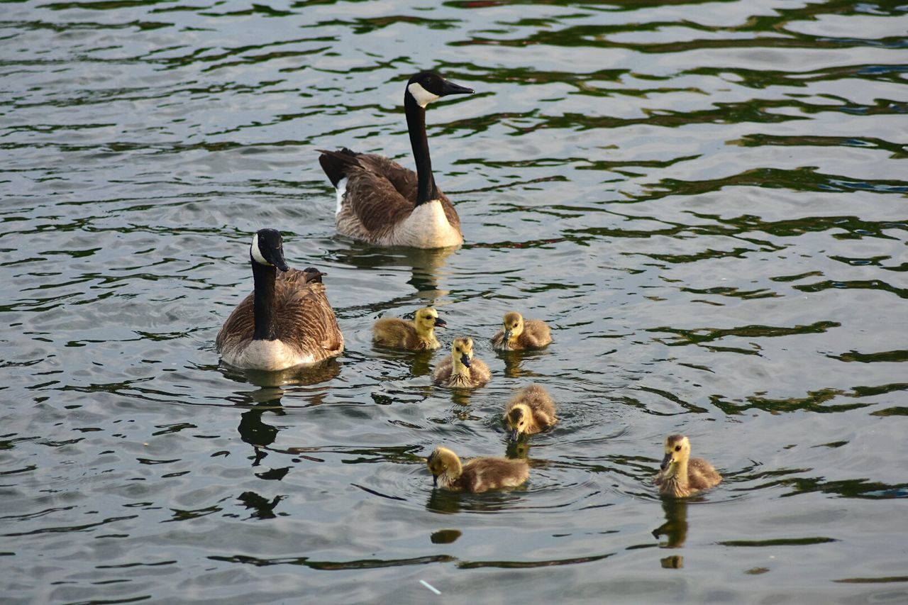 Ducks swimming in lake