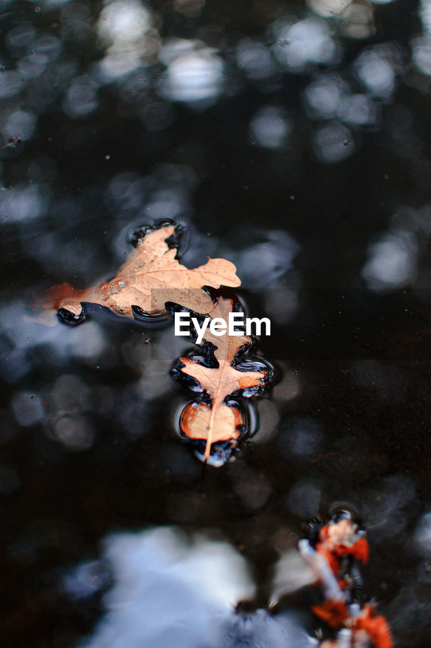 HIGH ANGLE VIEW OF LEAVES FLOATING ON WATER