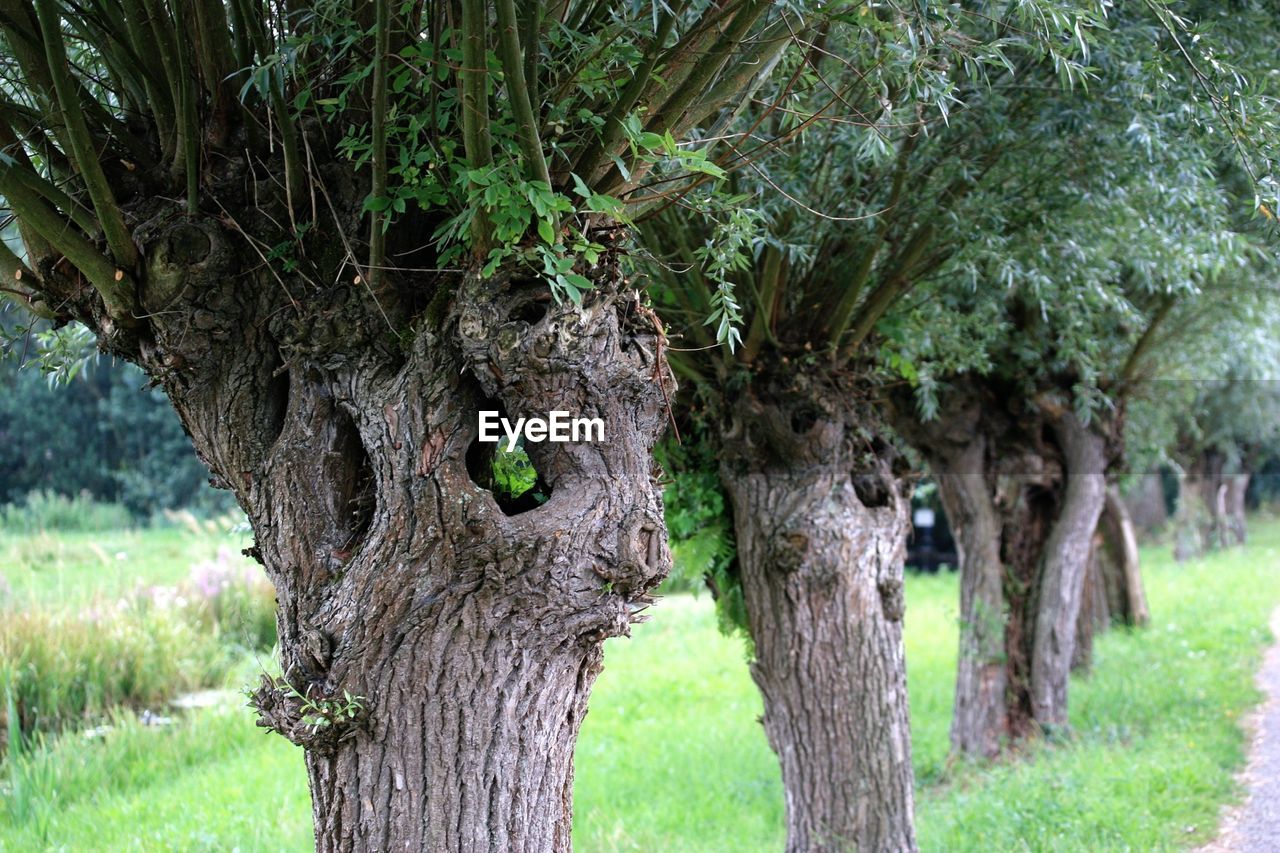 Row of trees on field