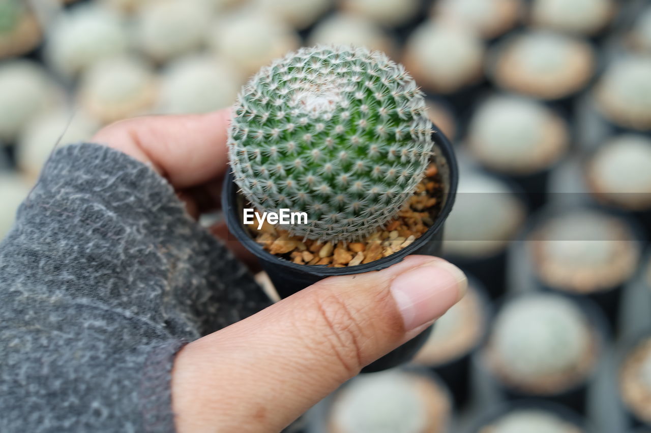 Cropped hand holding cactus