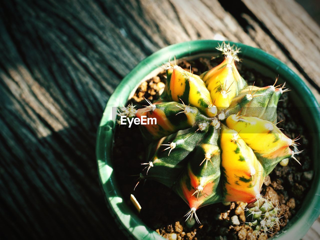 High angle view of gymnocolycium in pot