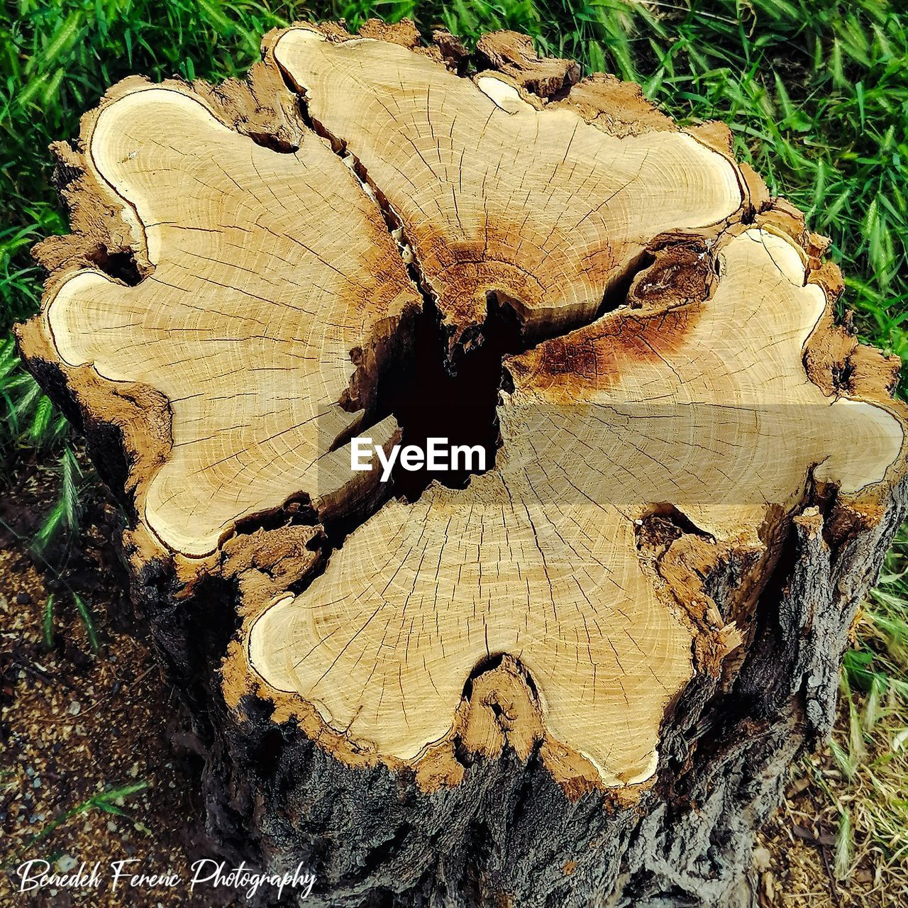 CLOSE-UP OF TREE TRUNK