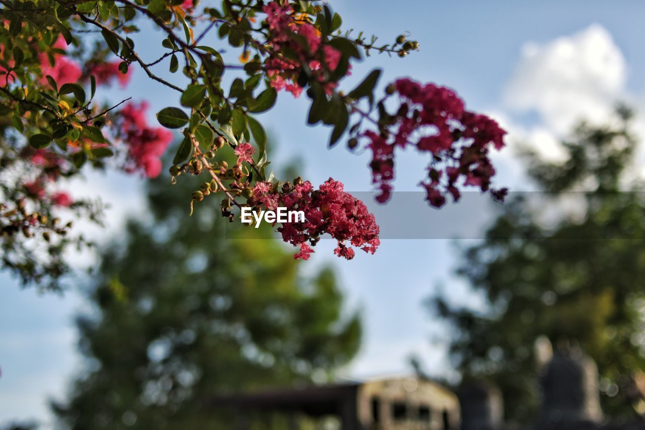 LOW ANGLE VIEW OF BERRIES ON TREE