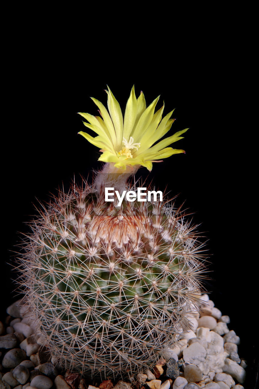 Yellow flower of mammillaria cactus blooming