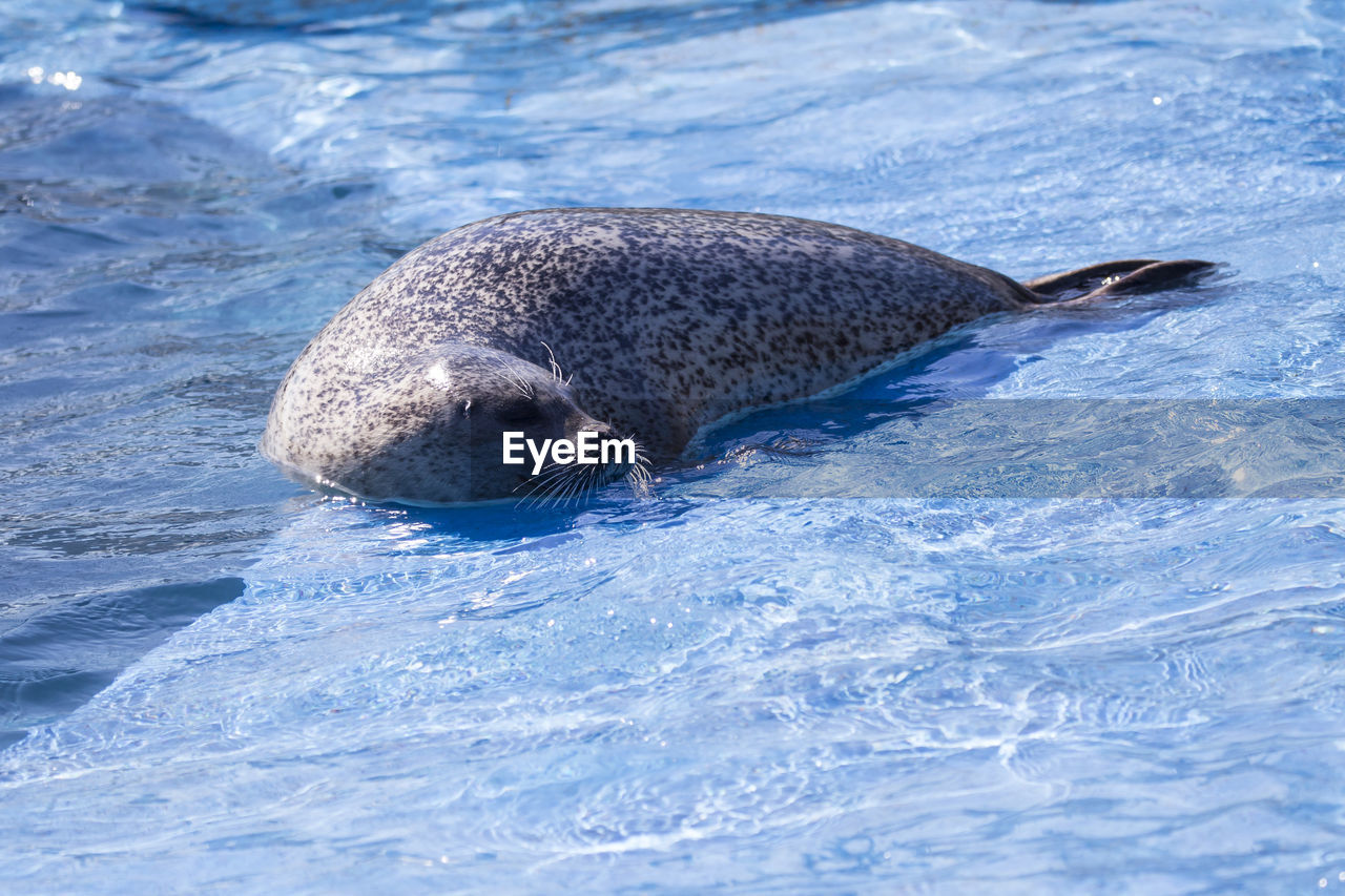 Side lit harbour seal lying down on platform in basin with head out of water during sunny morning