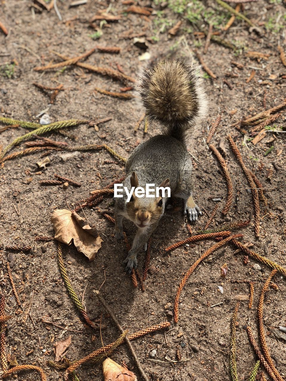 HIGH ANGLE VIEW OF SQUIRREL ON A FIELD